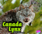 Canada Lynx (Pebbel Plus Wildcats)