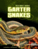 Garter Snakes