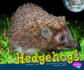 Hedgehogs