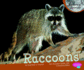 Raccoons (Pebble Plus: Nocturnal Animals)