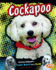 Cockapoo: a Cross Between a Cocker Spaniel and a Poodle (Designer Dogs)