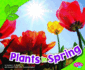 Plants in Spring (All About Spring)