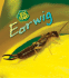 Earwig (Bug Books)