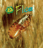 Flea (Bug Books)