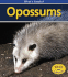 Opossums (What's Awake? )