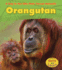 Orangutan (Heinemann Read and Learn: a Day in the Life: Rain Forest Animals)