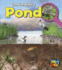 Pond (Look Inside a)