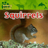 Squirrels