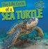 The Life Cycle of a Sea Turtle (Nature's Life Cycles)