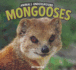 Mongooses (Animals Underground)