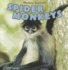 Spider Monkeys (Monkey Business)