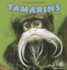 Tamarins