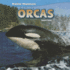 Orcas (Marine Mammals, 6)