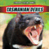 Tasmanian Devils (Ferocious Fighting Animals)