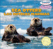 Sea Otters / Las Nutrias Marinas (Powerkids Readers: Sea Friends / Los Amigos Del Mar, 5) (English and Spanish Edition)