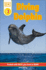 Diving Dolphin (Dk Readers Level 1)