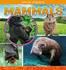 Animal Kingdom: Mammals (a+ Books: Animal Kingdom)