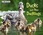 Animal Offspring: Ducks and Their Ducklings