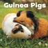 Guinea Pigs (Our Pets)