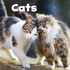 Our Pets: Cats