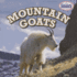 Mountain Goats (American Animals, 1)