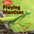Praying Mantises (Animal Cannibals)