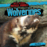 Wolverines (Bad to the Bone: Nastiest Animals)