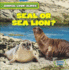 Seal Or Sea Lion? (Animal Look-Alikes)