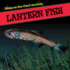 Lantern Fish (Glow-in-the-Dark Animals)