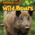 Wild Boars (Creatures of the Forest Habitat)