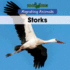 Storks (Migrating Animals)
