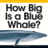 How Big is a Blue Whale? (Comparison Fun)