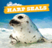 Harp Seals (Ocean Friends)