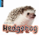 Hedgehog (Meet My Pet)