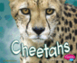 Cheetahs (African Animals)