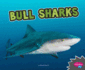 Bull Sharks
