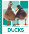 Ducks (Pond Animals)