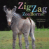 Zigzag Zooborns! : Zoo Baby Colors and Patterns