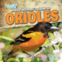 A Bird Watcher's Guide to Orioles (Backyard Bird Watchers)