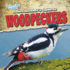 A Bird Watcher's Guide to Woodpeckers (Backyard Bird Watchers)