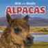 Alpacas (Wild and Woolly)