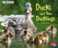 Ducks and Their Ducklings: a 4d Book (Paperback Or Softback)