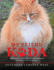 My Friend Koda: The True Story of The Red Tabby Siberian Maine Who Changed My Life Forever