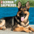 CAL 25 GERMAN SHEPHERDS 2025 WALL