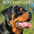 CAL 25 ROTTWEILERS 2025 WALL