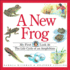 A New Frog (My First Look at)