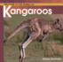 Welcome to the World of Kangaroos (Welcome to the World Series)