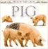 Pig (See How They Grow)