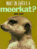 What on Earth is a Meerkat?