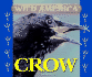 Crow (Wild America)